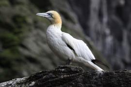 Głuptak - Morus bassanus - Northern Gannet