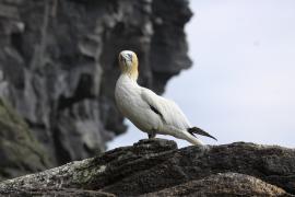 Głuptak - Morus bassanus - Northern Gannet