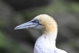 Głuptak - Morus bassanus - Northern Gannet