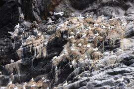Głuptak - Morus bassanus - Northern Gannet