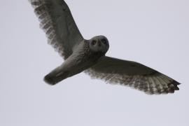 Uszatka błotna - Asio flammeus - Short-eared Owl