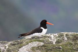 Ostrygojad - Haematopus ostralegus - Eurasian Oystercatcher