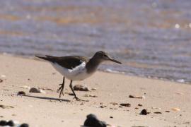 Brodziec piskliwy - Actitis hypoleucos - Common Sandpiper