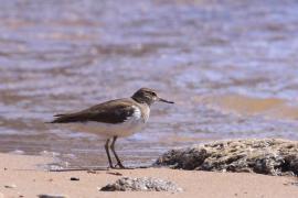 Brodziec piskliwy - Actitis hypoleucos - Common Sandpiper