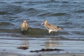 Szlamnik - Limosa lapponica - Bar-tailed Godwit 