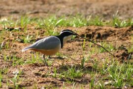 Pijawnik - Pluvianus aegyptius - Egyptian Plover