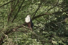 Bielik afrykański - Haliaeetus vocifer - African Fish Eagle