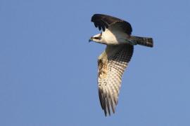 Rybołów - Pandion haliaetus - Osprey