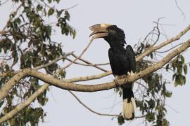 Dzioborożec baniastoczoły - Bycanistes subcylindricus - Black-and-white-casqued Hornbill