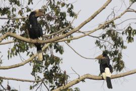 Dzioborożec baniastoczoły - Bycanistes subcylindricus - Black-and-white-casqued Hornbill