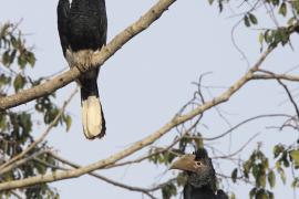 Dzioborożec baniastoczoły - Bycanistes subcylindricus - Black-and-white-casqued Hornbill
