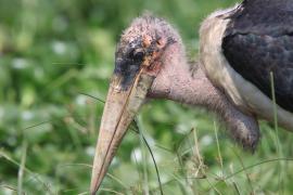 Marabut afrykański - Leptoptilos crumenifer - Marabou