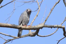 Jaszczurkołap - Kaupifalco monogrammicus - Lizard Buzzard