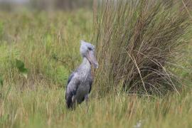Trzewikodziób - Balaeniceps rex - Shoebill