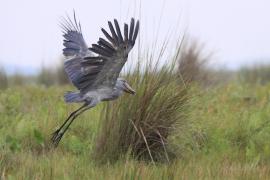 Trzewikodziób - Balaeniceps rex - Shoebill