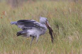 Trzewikodziób - Balaeniceps rex - Shoebill