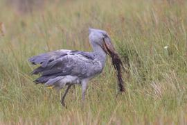 Trzewikodziób - Balaeniceps rex - Shoebill