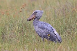 Trzewikodziób - Balaeniceps rex - Shoebill