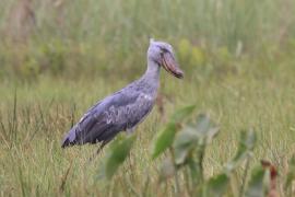 Trzewikodziób - Balaeniceps rex - Shoebill