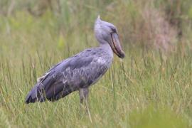 Trzewikodziób - Balaeniceps rex - Shoebill
