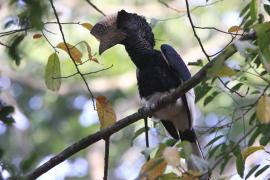 Dzioborożec baniastoczoły - Bycanistes subcylindricus - Black-and-white-casqued Hornbill