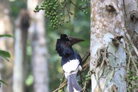 Dzioborożec baniastoczoły - Bycanistes subcylindricus - Black-and-white-casqued Hornbill