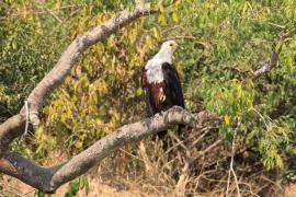 Bielik afrykański - Haliaeetus vocifer - African Fish Eagle