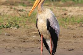 Dławigad afrykański - Mycteria ibis - Yellow-billed Stork