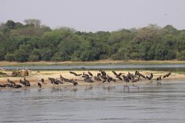 Bocian białobrzuchy - Ciconia abdimii - Abdim's Stork