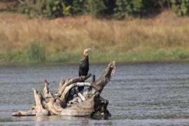 Wężówka afrykańska - Anhinga rufa - African Darter