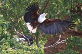 Bielik afrykański - Haliaeetus vocifer - African Fish Eagle