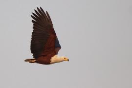 Bielik afrykański - Haliaeetus vocifer - African Fish Eagle