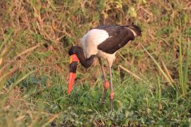 Żabiru afrykański - Ephippiorhynchus senegalensis - Saddle-billed Stork