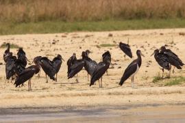 Bocian białobrzuchy - Ciconia abdimii - Abdim's Stork