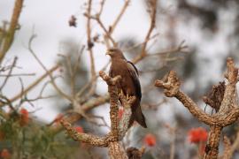 Kania egipska - Milvus migrans aegyptius - Yellow-billed Kite