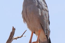 Jastrzębiak popielaty - Melierax poliopterus - Eastern Chanting Goshawk