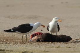 Mewa południowa - Larus dominicanus - Kelp Gull