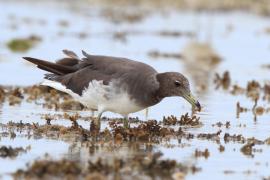 Mewa przydymiona - Ichthyaetus hemprichii - Sooty Gull