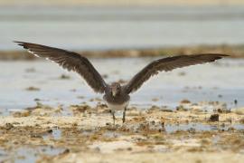 Mewa przydymiona - Ichthyaetus hemprichii - Sooty Gull