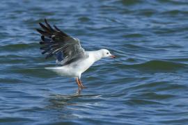 Mewa przylądkowa - Chroicocephalus hartlaubii - Hartlaub's Gull