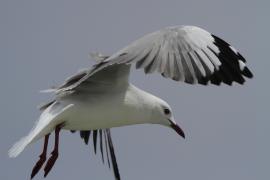 Mewa przylądkowa - Chroicocephalus hartlaubii - Hartlaub's Gull