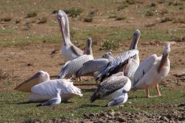 Pelikan różowy - Pelecanus onocrotalus - Great White Pelican