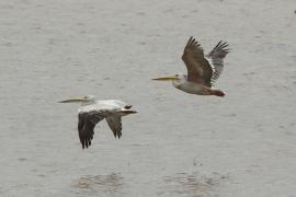 Pelikan różowy - Pelecanus onocrotalus - Great White Pelican