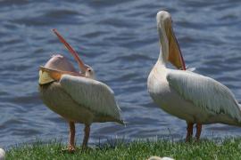 Pelikan różowy - Pelecanus onocrotalus - Great White Pelican