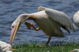 Pelikan różowy - Pelecanus onocrotalus - Great White Pelican