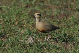 Rączak mały - Cursorius temminckii - Temminck's Courser