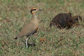 Rączak mały - Cursorius temminckii - Temminck's Courser