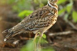 Nocobieg ozdobny - Rhinoptilus cinctus - Three-banded Courser