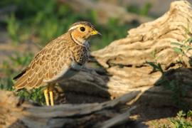 Nocobieg ozdobny - Rhinoptilus cinctus - Three-banded Courser