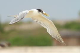Rybitwa złotodzioba - Thalasseus bergii - Greater Crested Tern